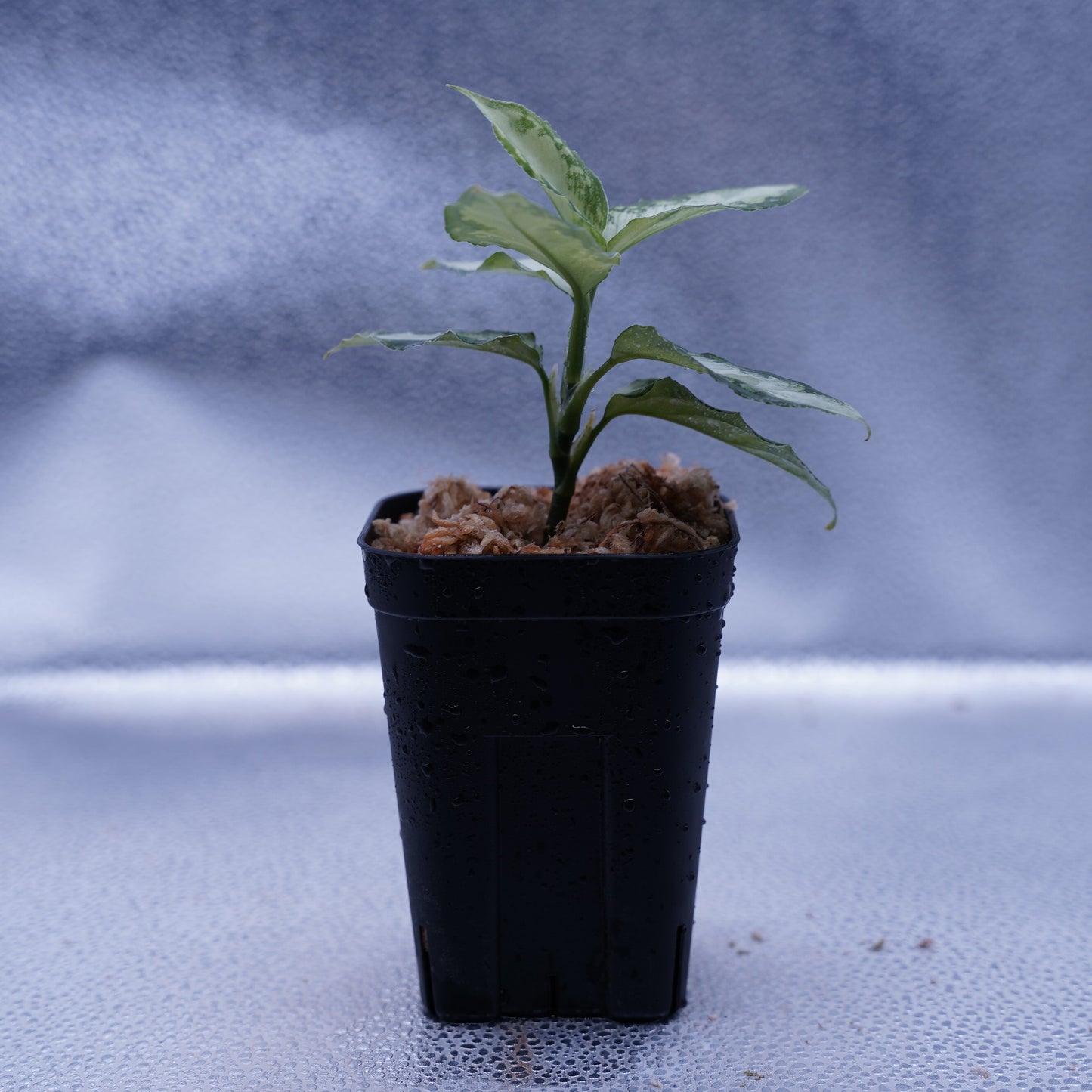 <AZ便>Aglaonema Pictum “Castle“ PDNC from Padang【AZ1012-10b】