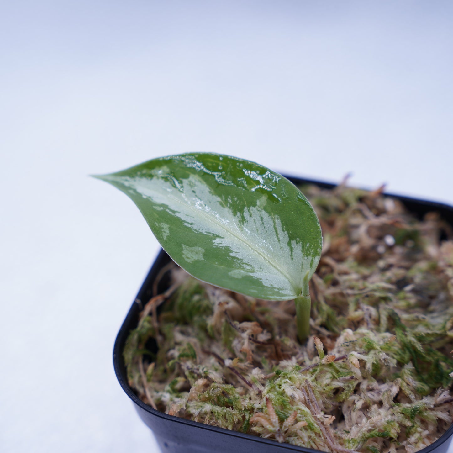 <AZ便> Aglaonema Pictum 【Laplace】箱個体 UC from Sibolga timur “AZ 0213-5C”