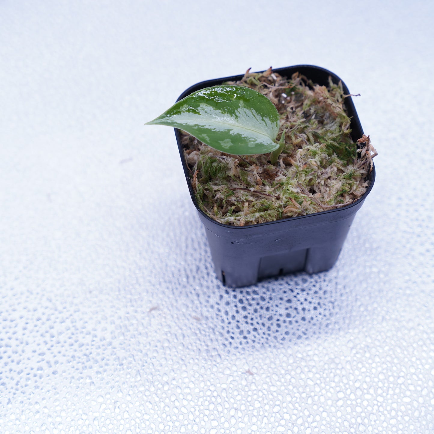 <AZ便> Aglaonema Pictum 【Laplace】箱個体 UC from Sibolga timur “AZ 0213-5C”