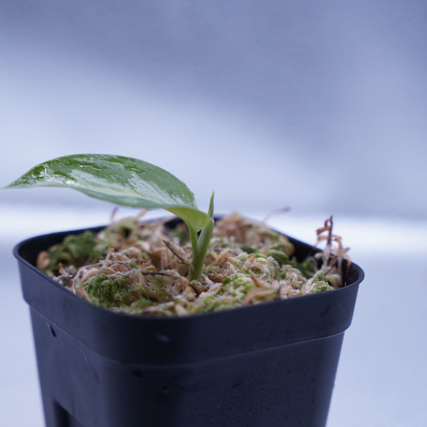 <AZ便> Aglaonema Pictum 【Laplace】箱個体 UC from Sibolga timur “AZ 0213-5C”