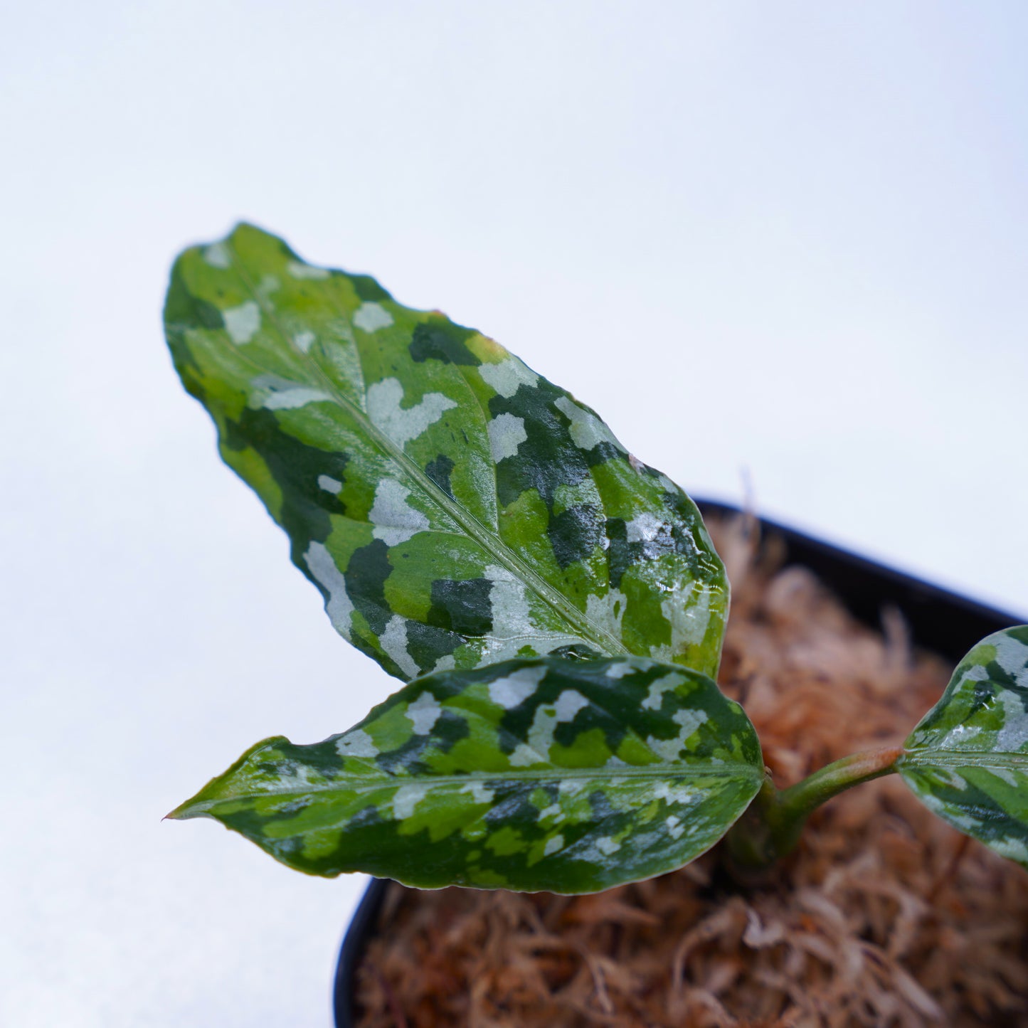<出射便>Aglaonema Pictum Tricolor “Andaman” Port Blair