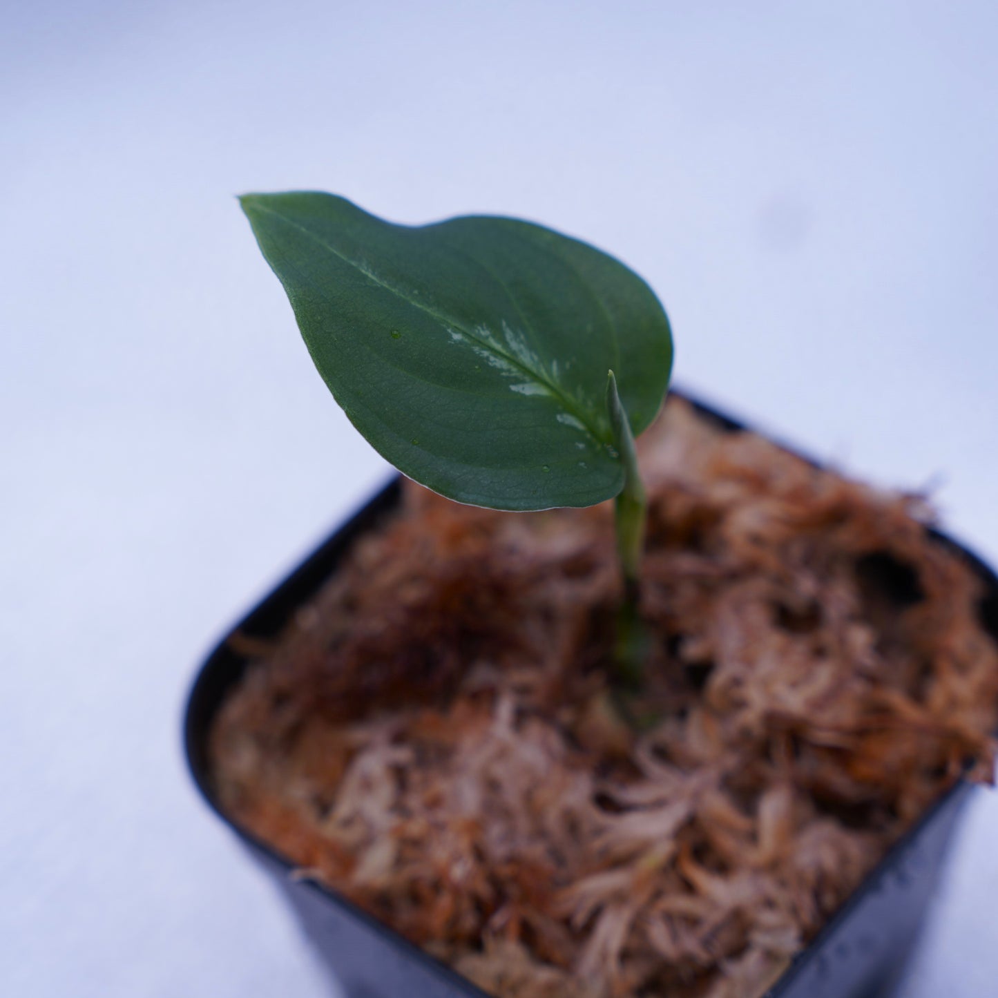 <オリジナル>Aglaonema Pictum Multicolor UND “BERGDORF”