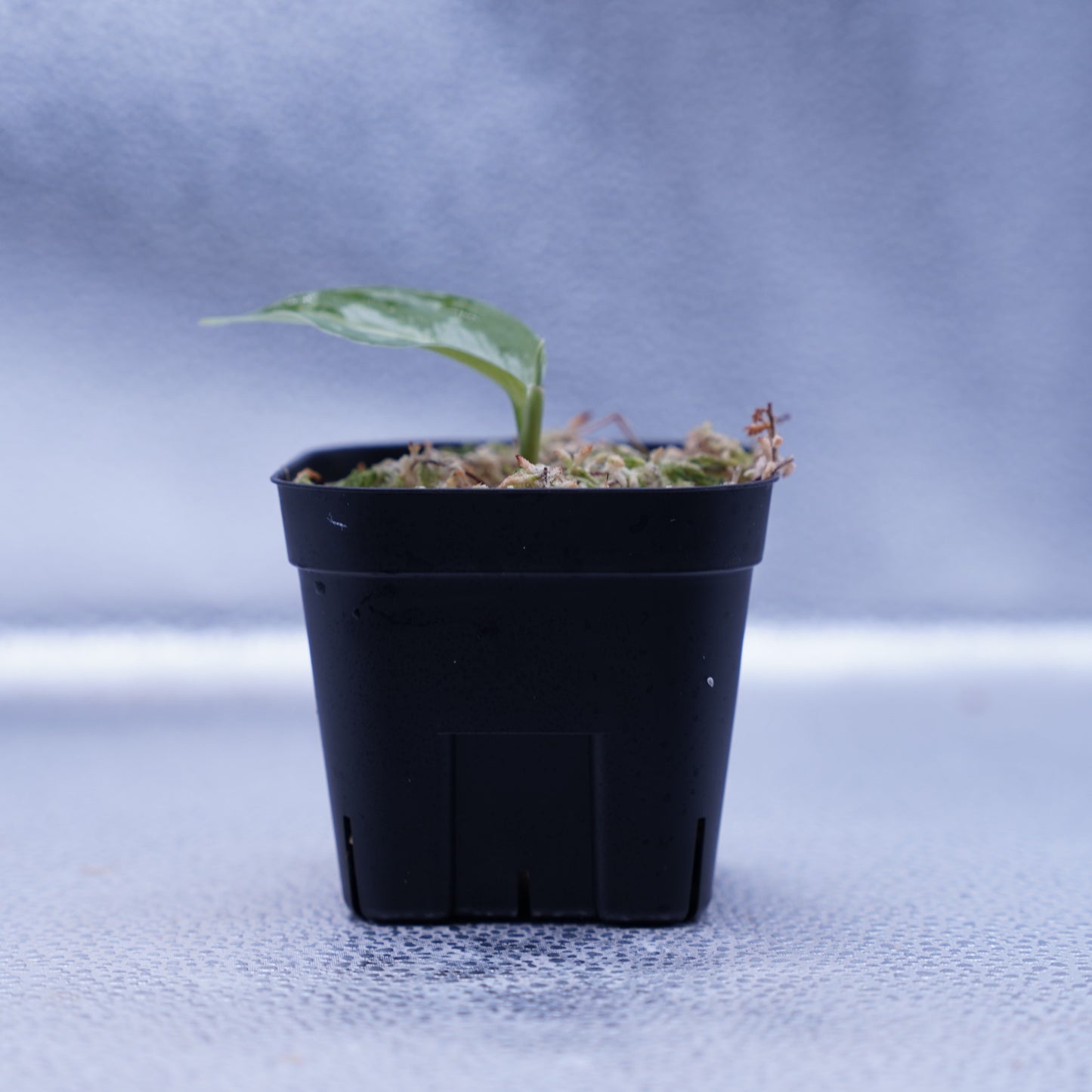 <AZ便> Aglaonema Pictum 【Laplace】箱個体 UC from Sibolga timur “AZ 0213-5C”