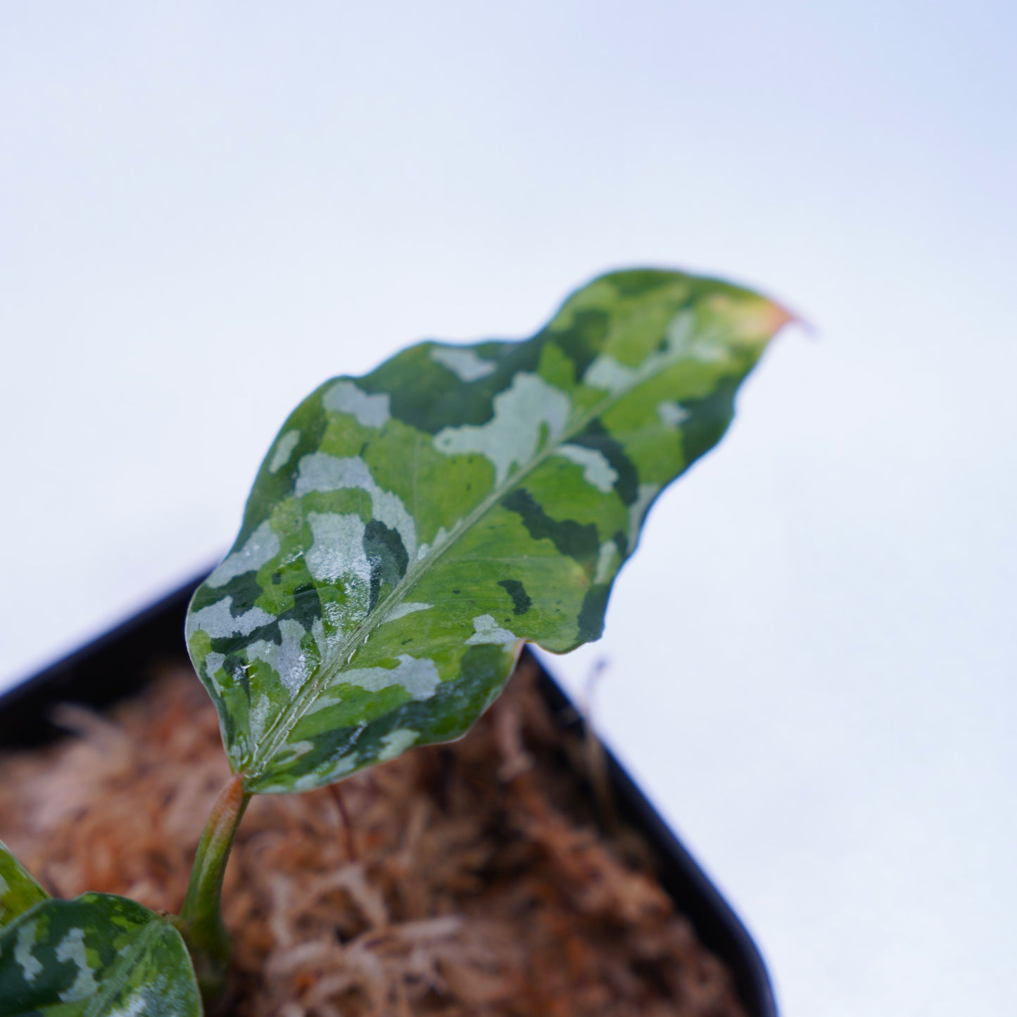 <出射便>Aglaonema Pictum Tricolor “Andaman” Port Blair