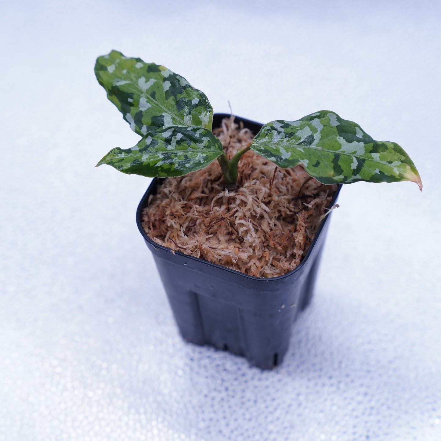 <出射便>Aglaonema Pictum Tricolor “Andaman” Port Blair