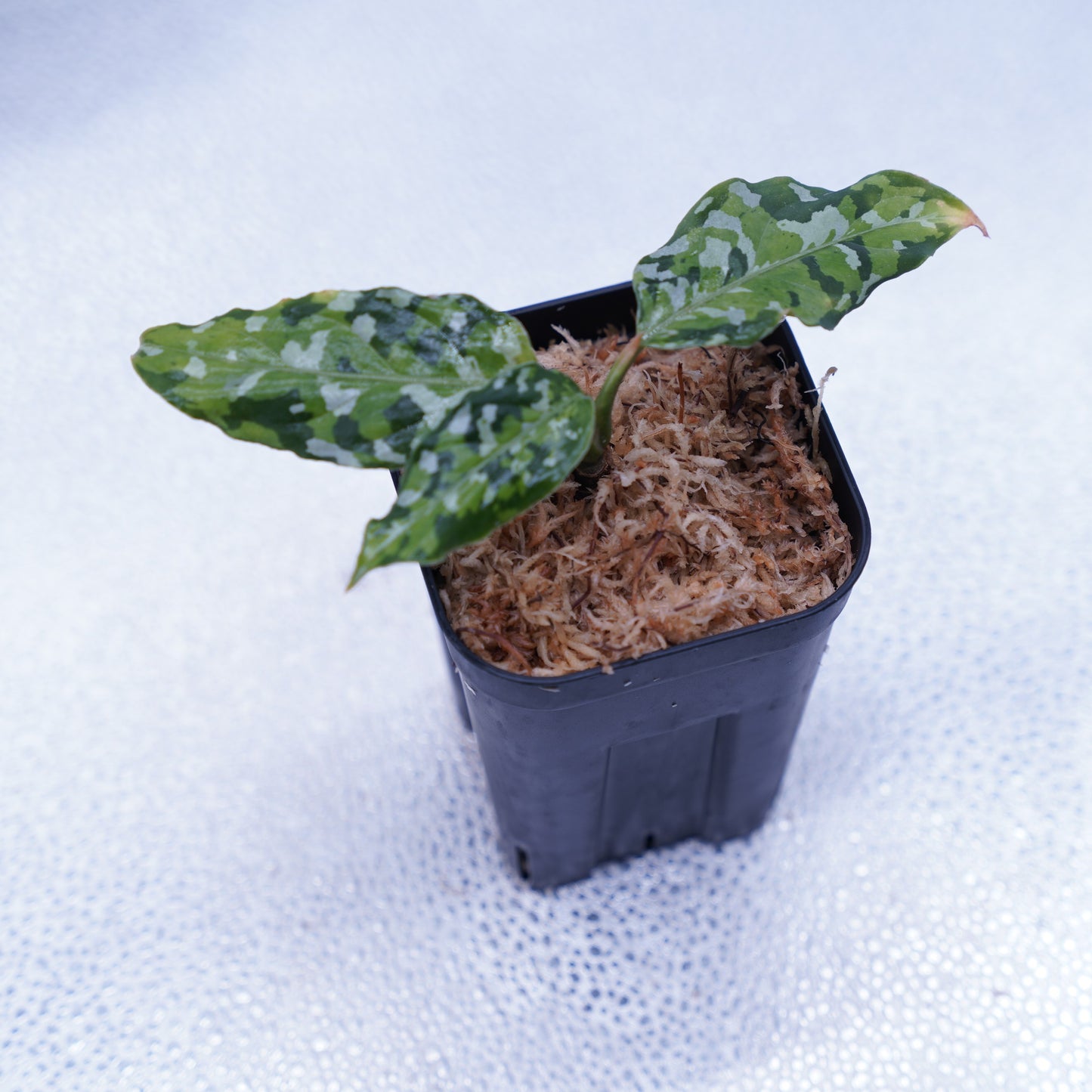 <出射便>Aglaonema Pictum Tricolor “Andaman” Port Blair