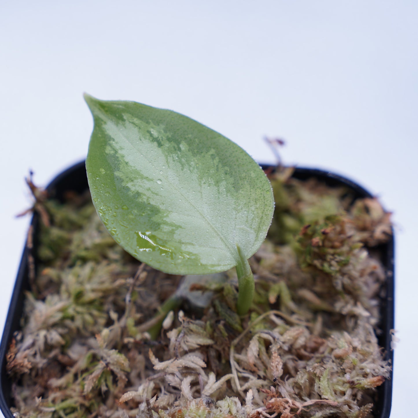 <オリジナル>Aglaonema Pictum Multicolor UND “HARRODS”