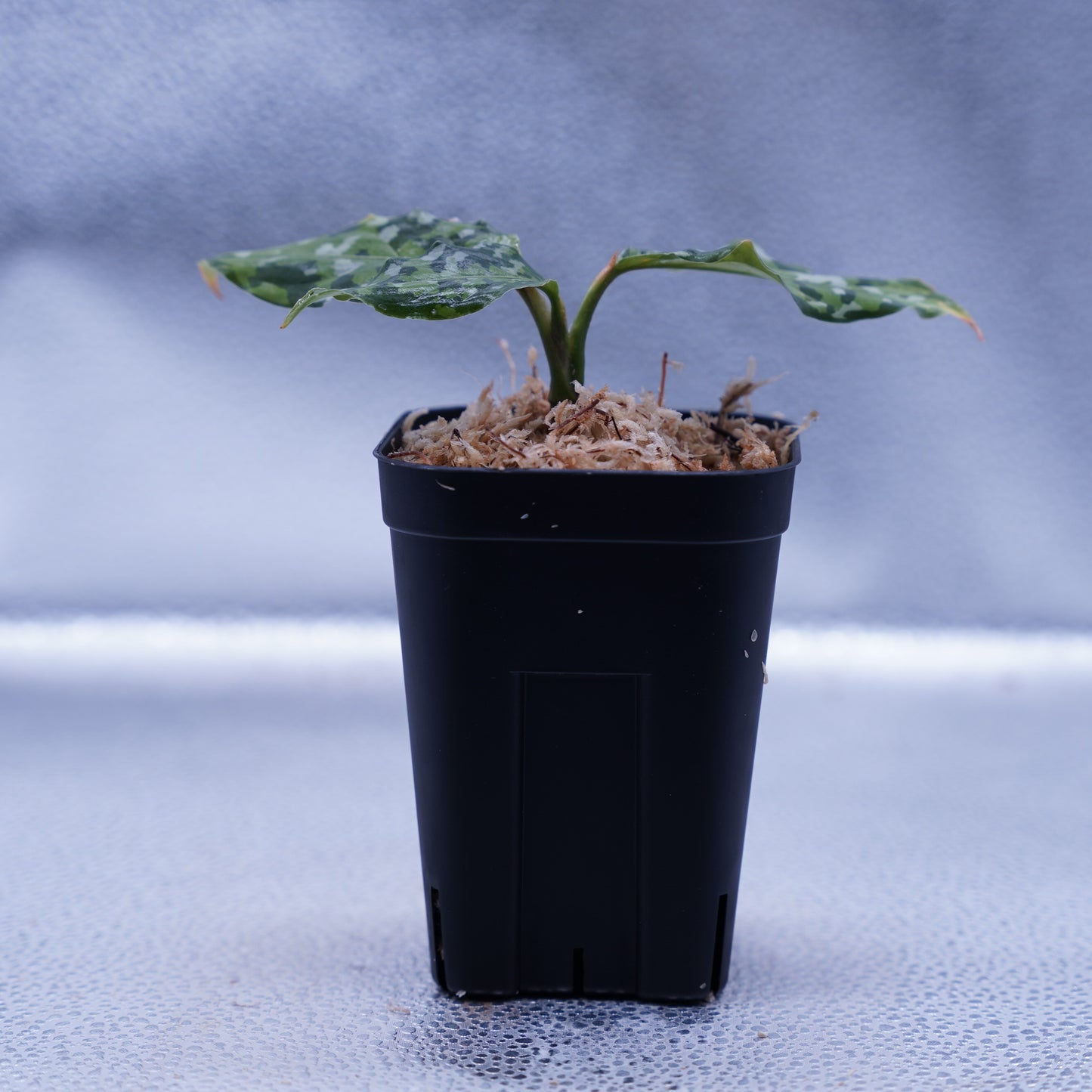 <出射便>Aglaonema Pictum Tricolor “Andaman” Port Blair
