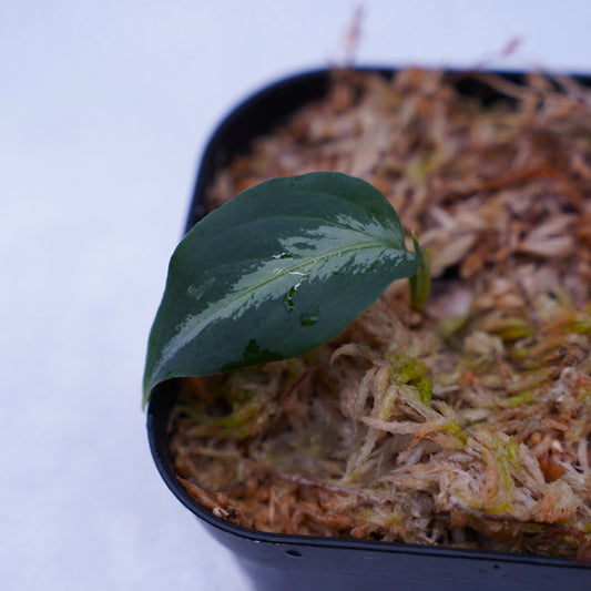 <AZ便>Aglaonema Pictum type EUREKA from Plau Nias