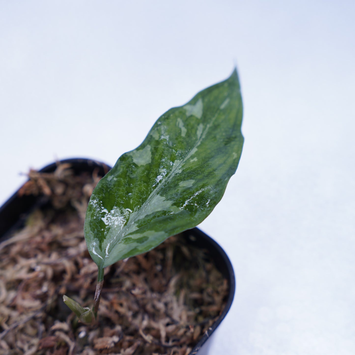 <オリジナル>Aglaonema Pictum Aceh Argentum UND “CORSO”