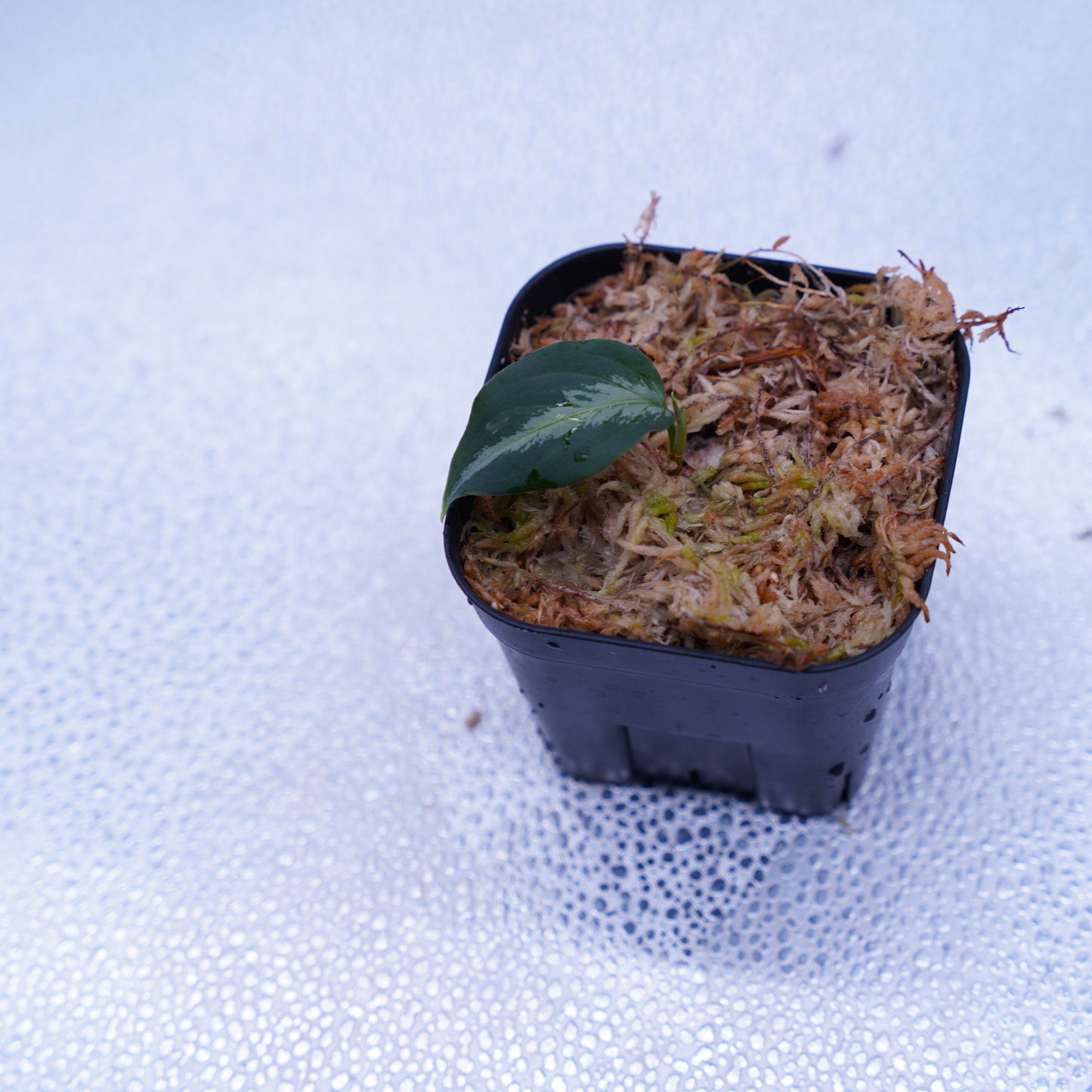 <AZ便>Aglaonema Pictum type EUREKA from Plau Nias