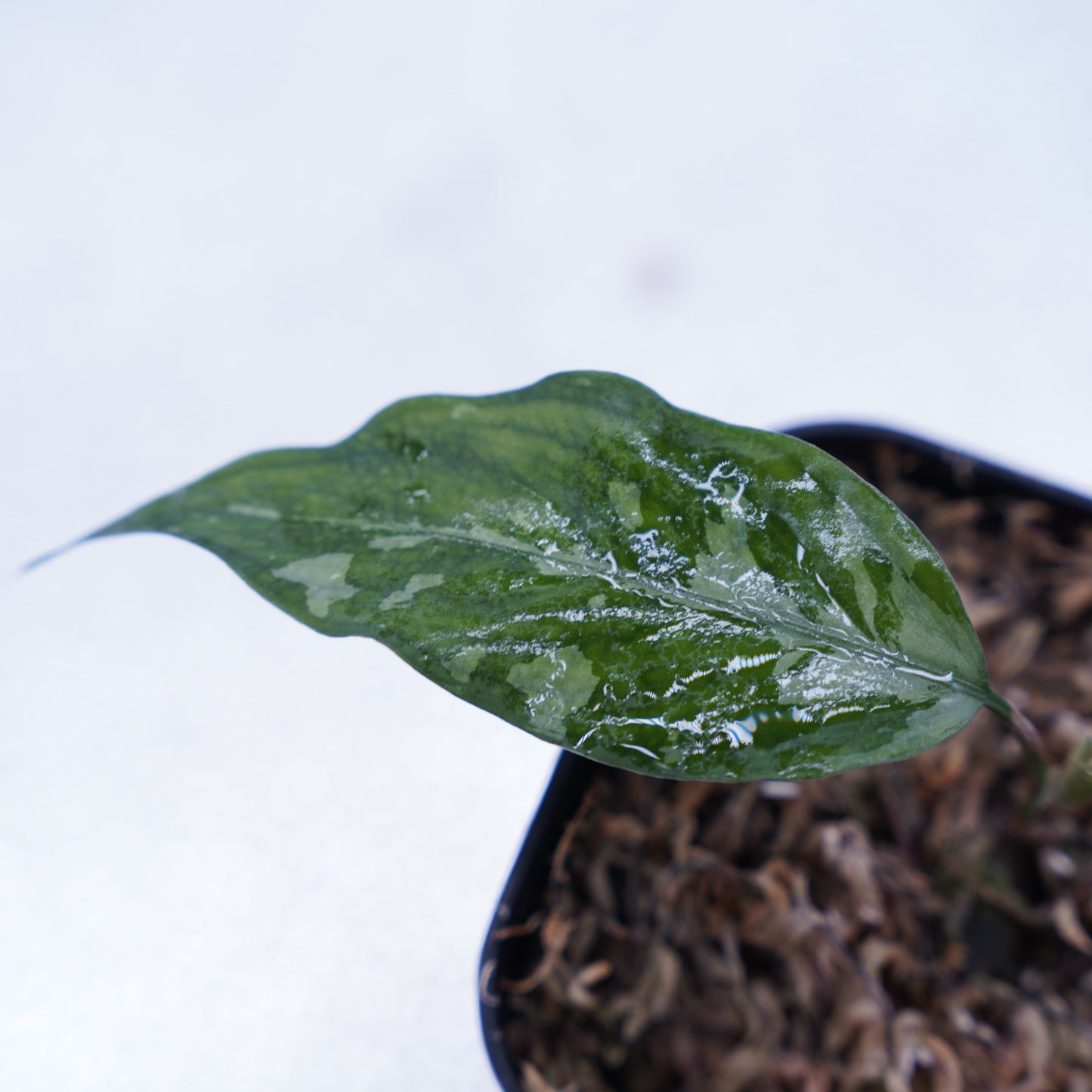 <オリジナル>Aglaonema Pictum Aceh Argentum UND “CORSO”