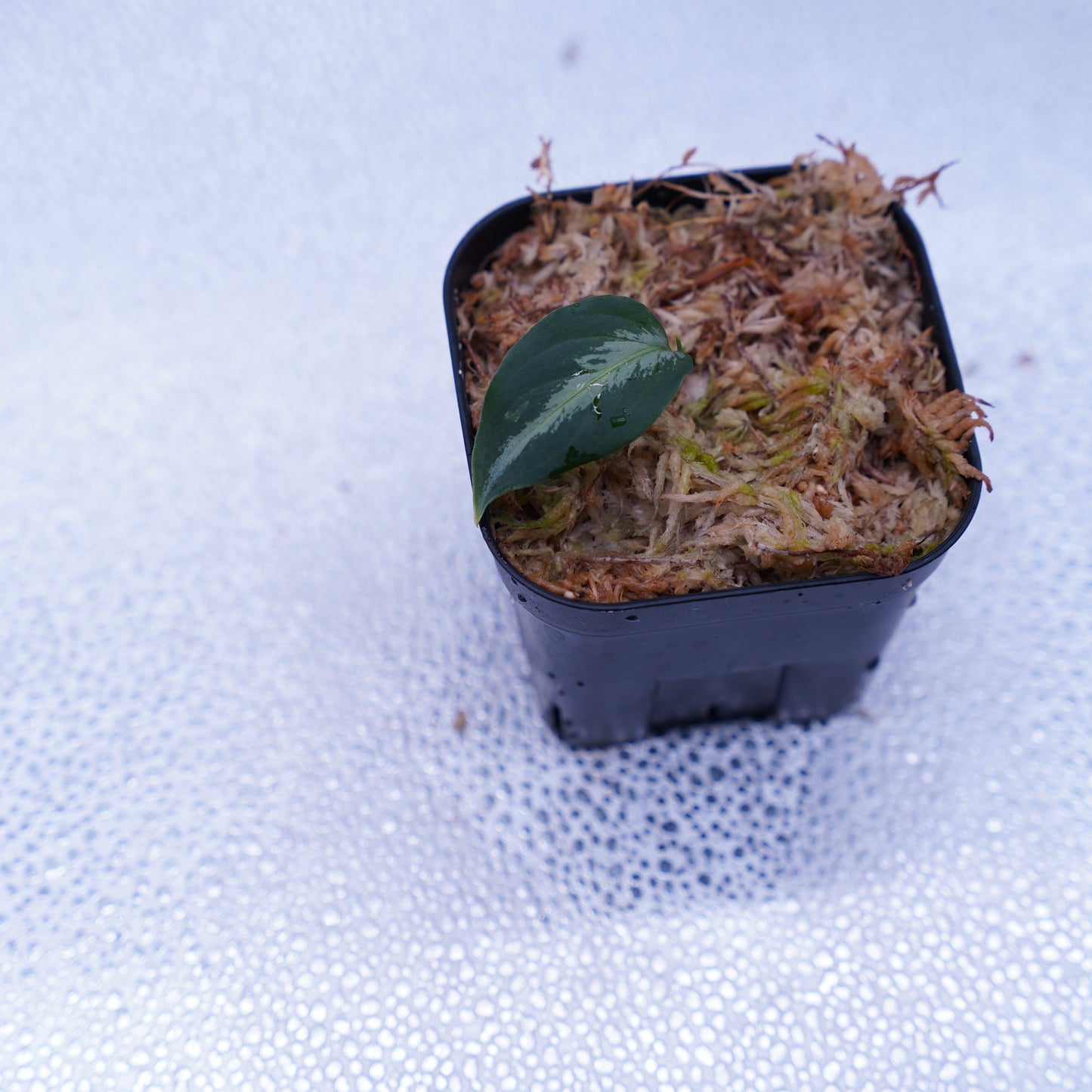 <AZ便>Aglaonema Pictum type EUREKA from Plau Nias