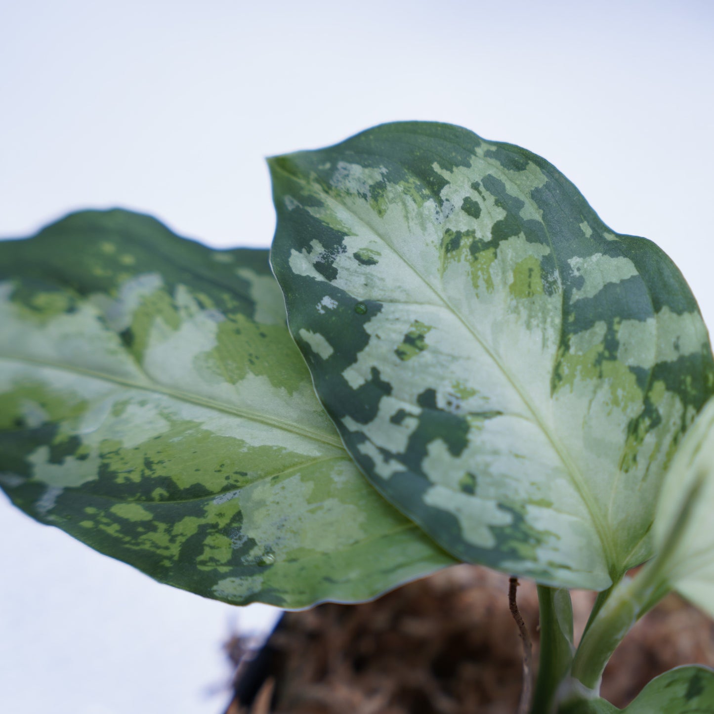<オリジナル>Aglaonema Pictum Multicolor UND “HARRODS”