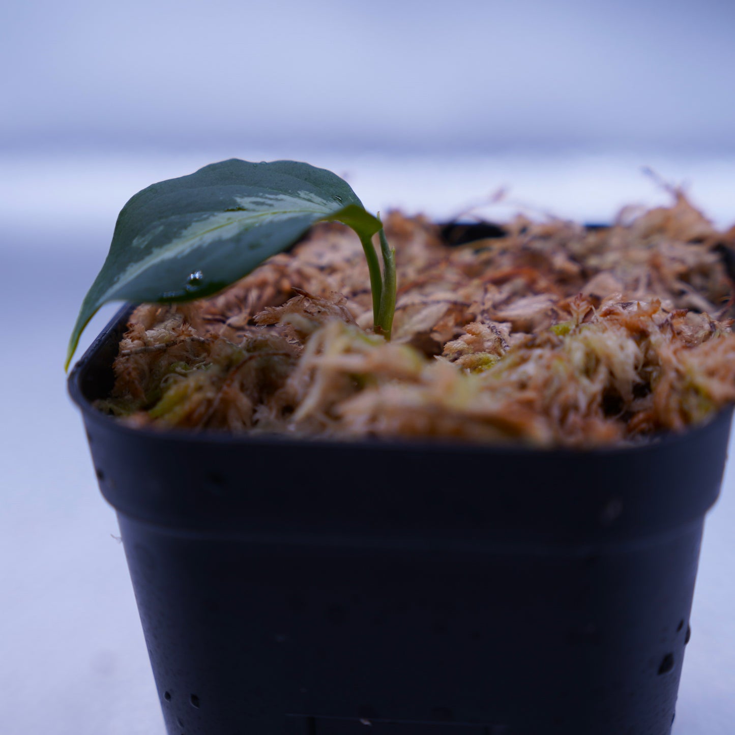 <AZ便>Aglaonema Pictum type EUREKA from Plau Nias
