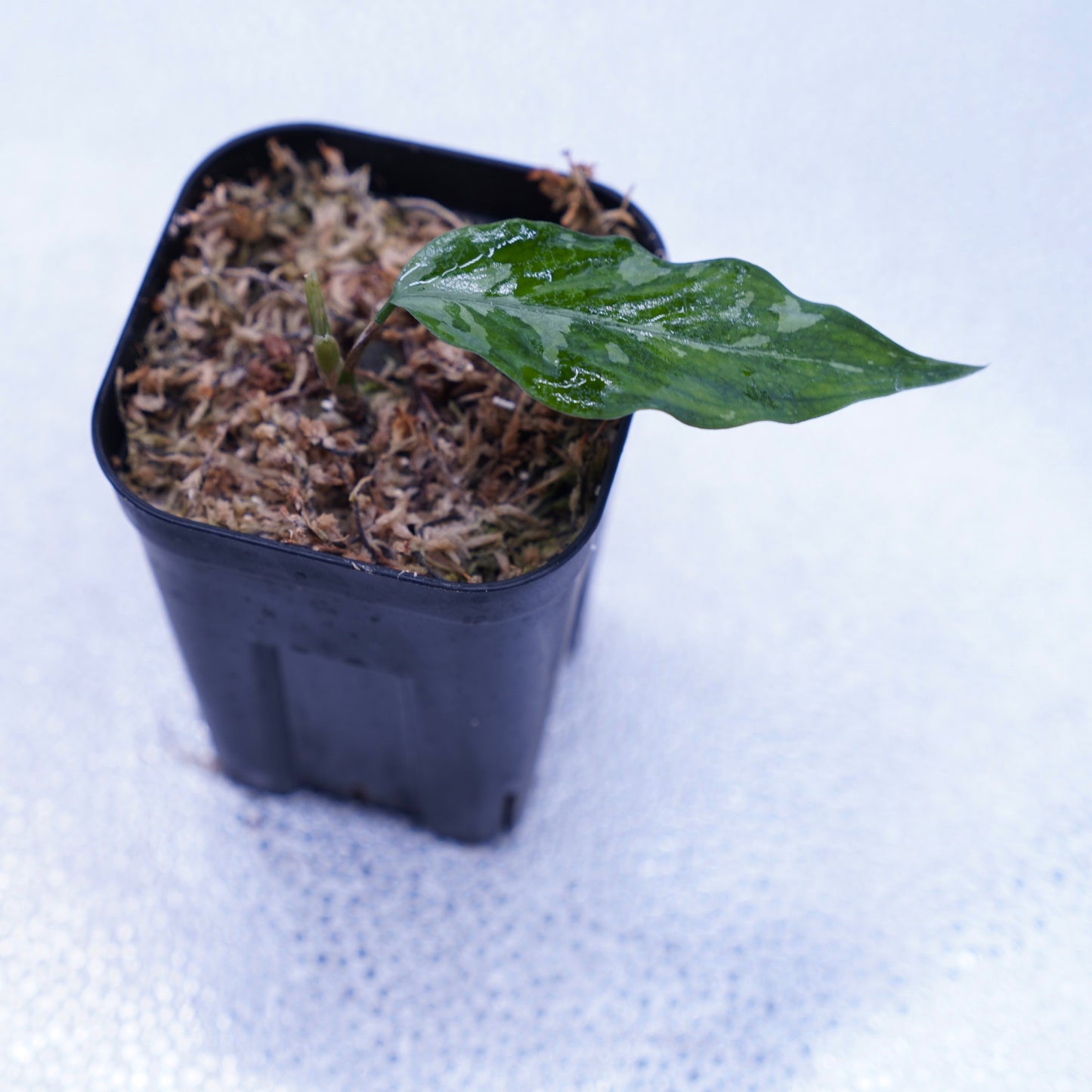 <オリジナル>Aglaonema Pictum Aceh Argentum UND “CORSO”