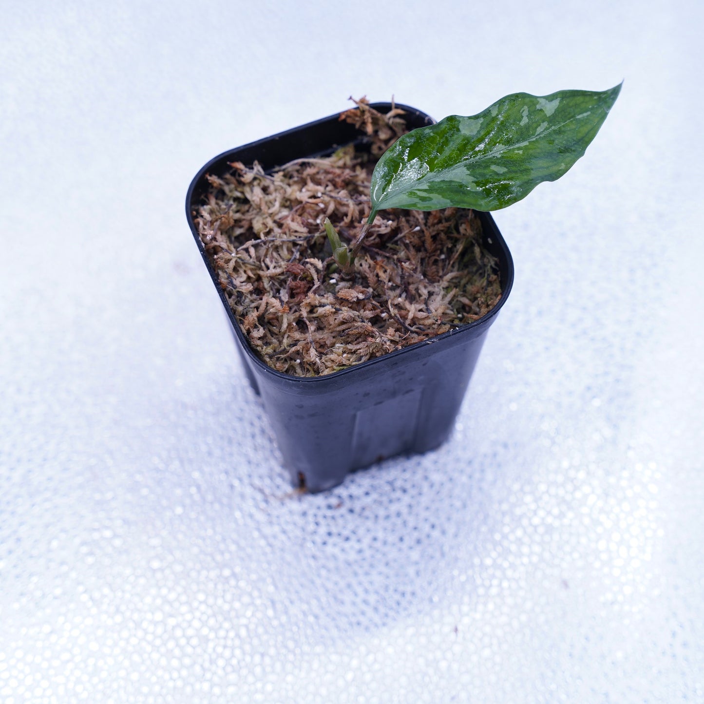<オリジナル>Aglaonema Pictum Aceh Argentum UND “CORSO”
