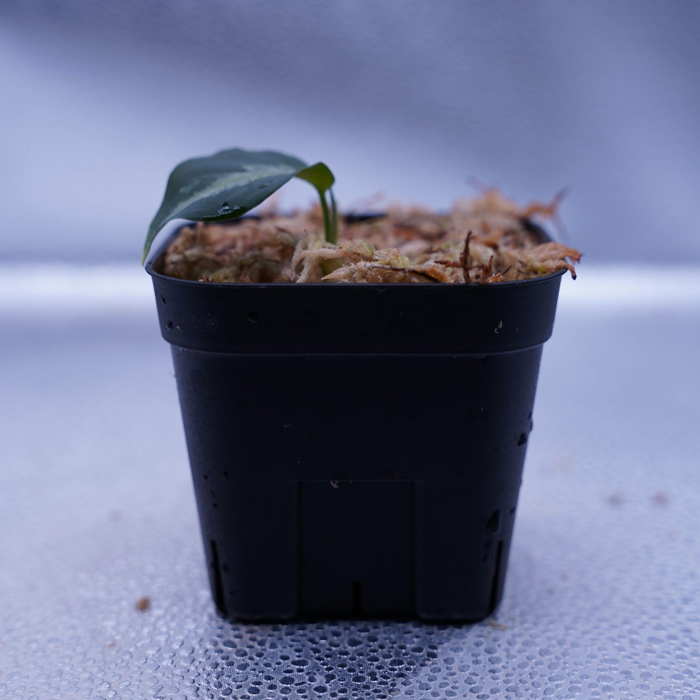 <AZ便>Aglaonema Pictum type EUREKA from Plau Nias