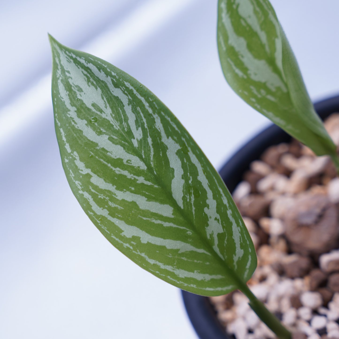 <カーティシー>Aglaonema Nitidum “Curtisii” UND230723