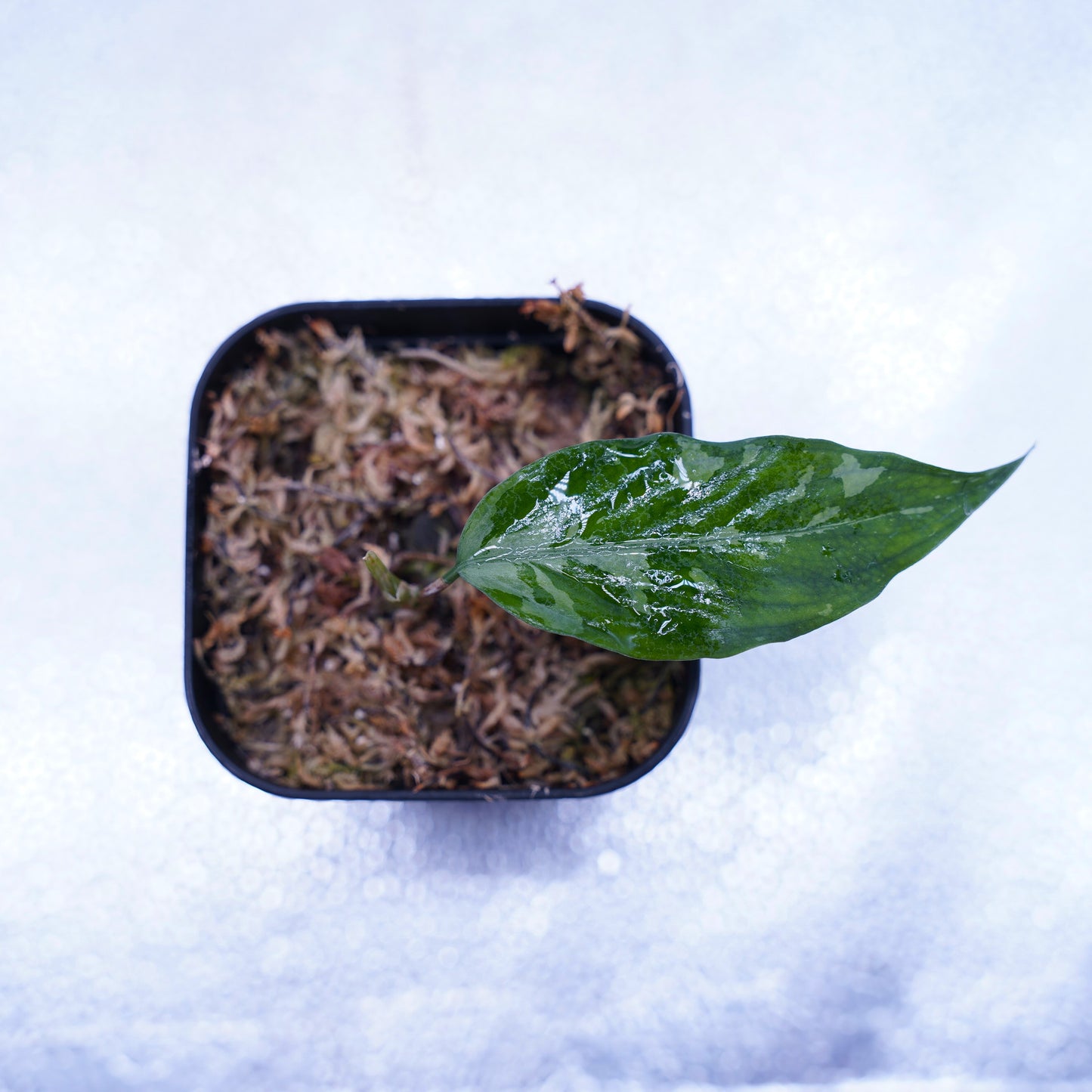 <オリジナル>Aglaonema Pictum Aceh Argentum UND “CORSO”