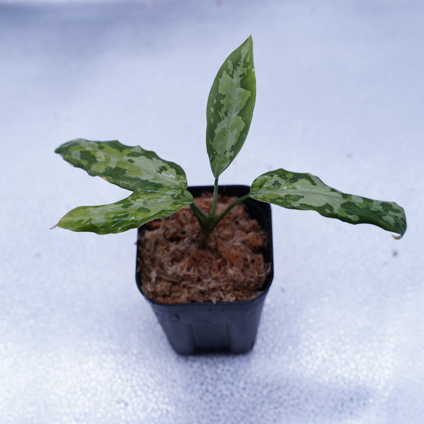 <TZ便>Aglaonema Pictum Multicolor T-130320-b-5 “Di atas”