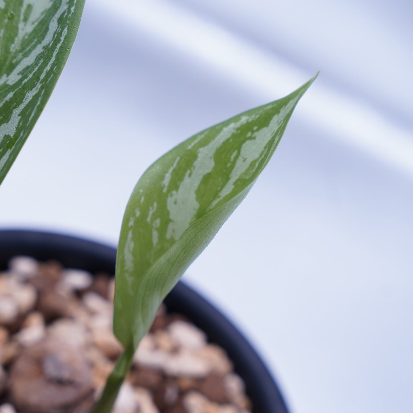 <カーティシー>Aglaonema Nitidum “Curtisii” UND230723