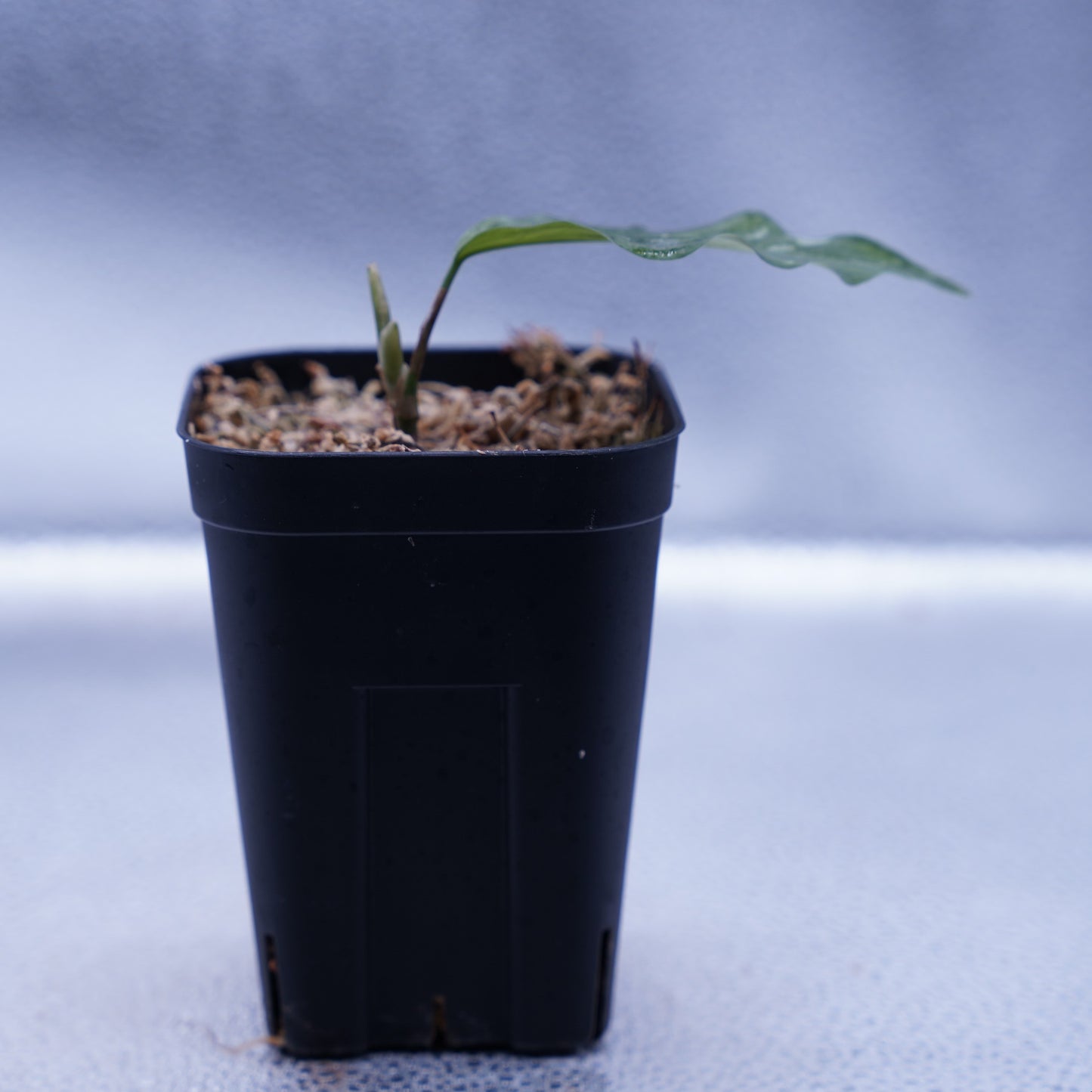 <オリジナル>Aglaonema Pictum Aceh Argentum UND “CORSO”