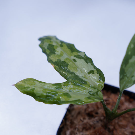 <TZ便>Aglaonema Pictum Multicolor T-130320-b-5 “Di atas”