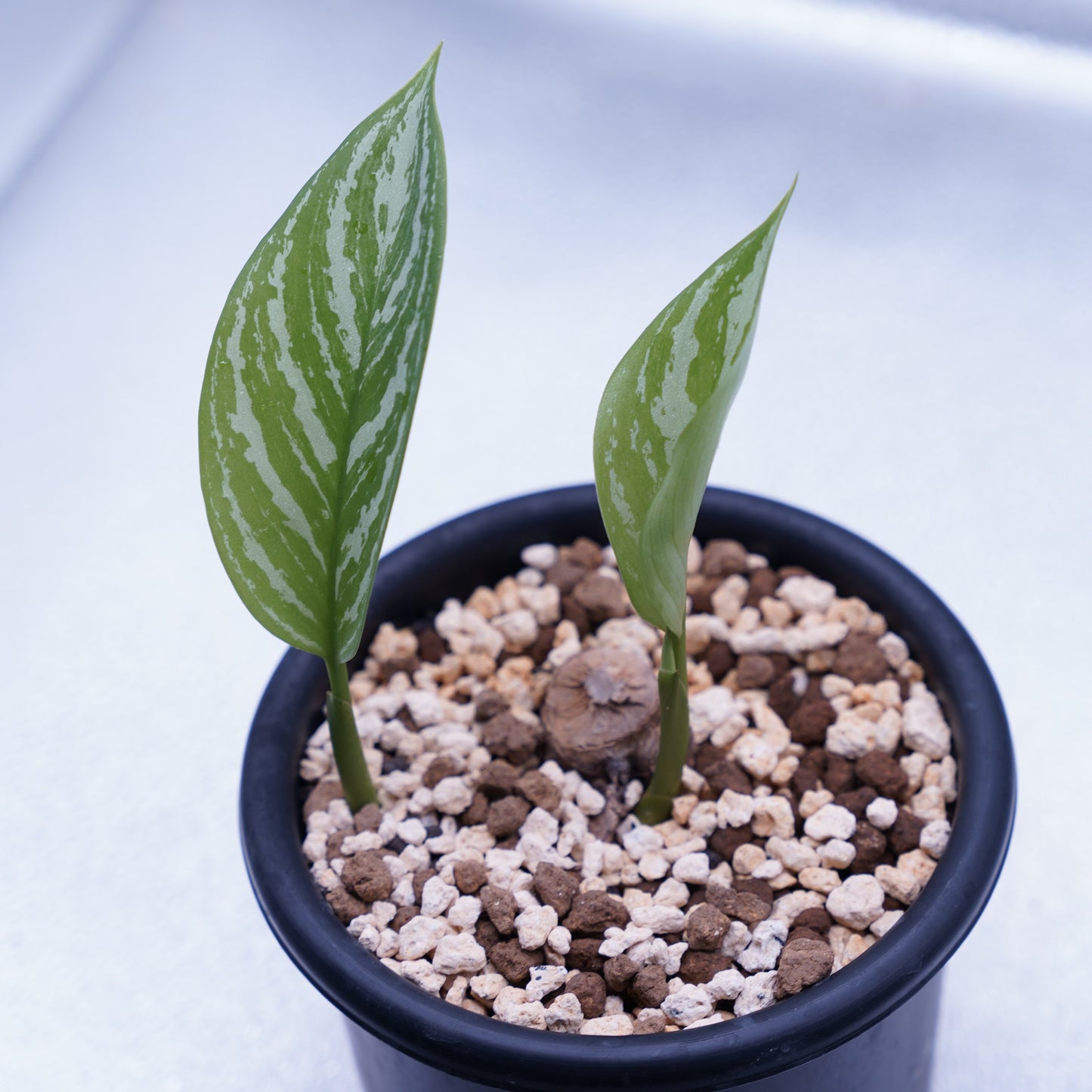 <カーティシー>Aglaonema Nitidum “Curtisii” UND230723