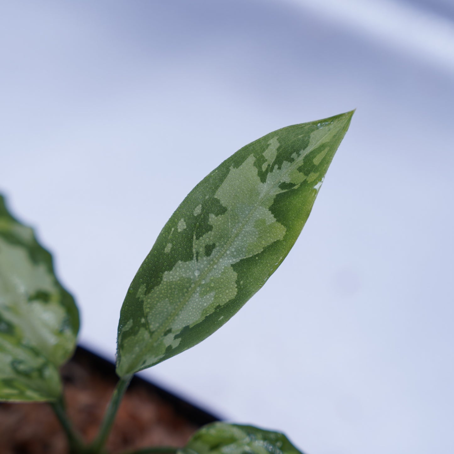 <TZ便>Aglaonema Pictum Multicolor T-130320-b-5 “Di atas”