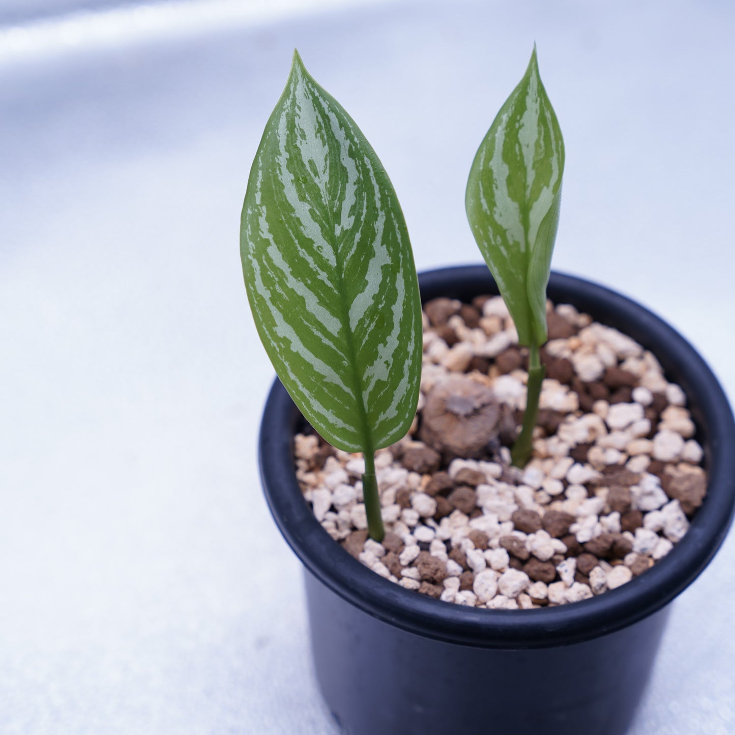 <カーティシー>Aglaonema Nitidum “Curtisii” UND230723