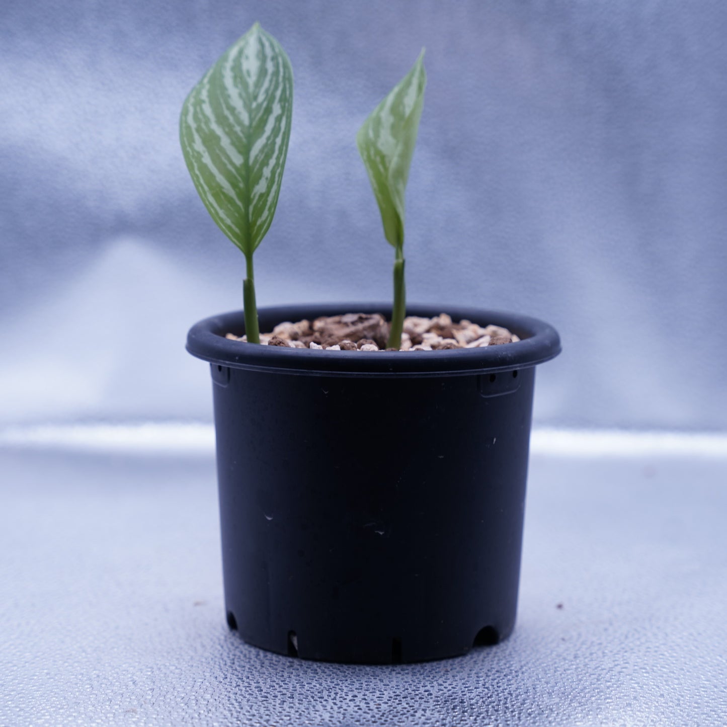 <カーティシー>Aglaonema Nitidum “Curtisii” UND230723