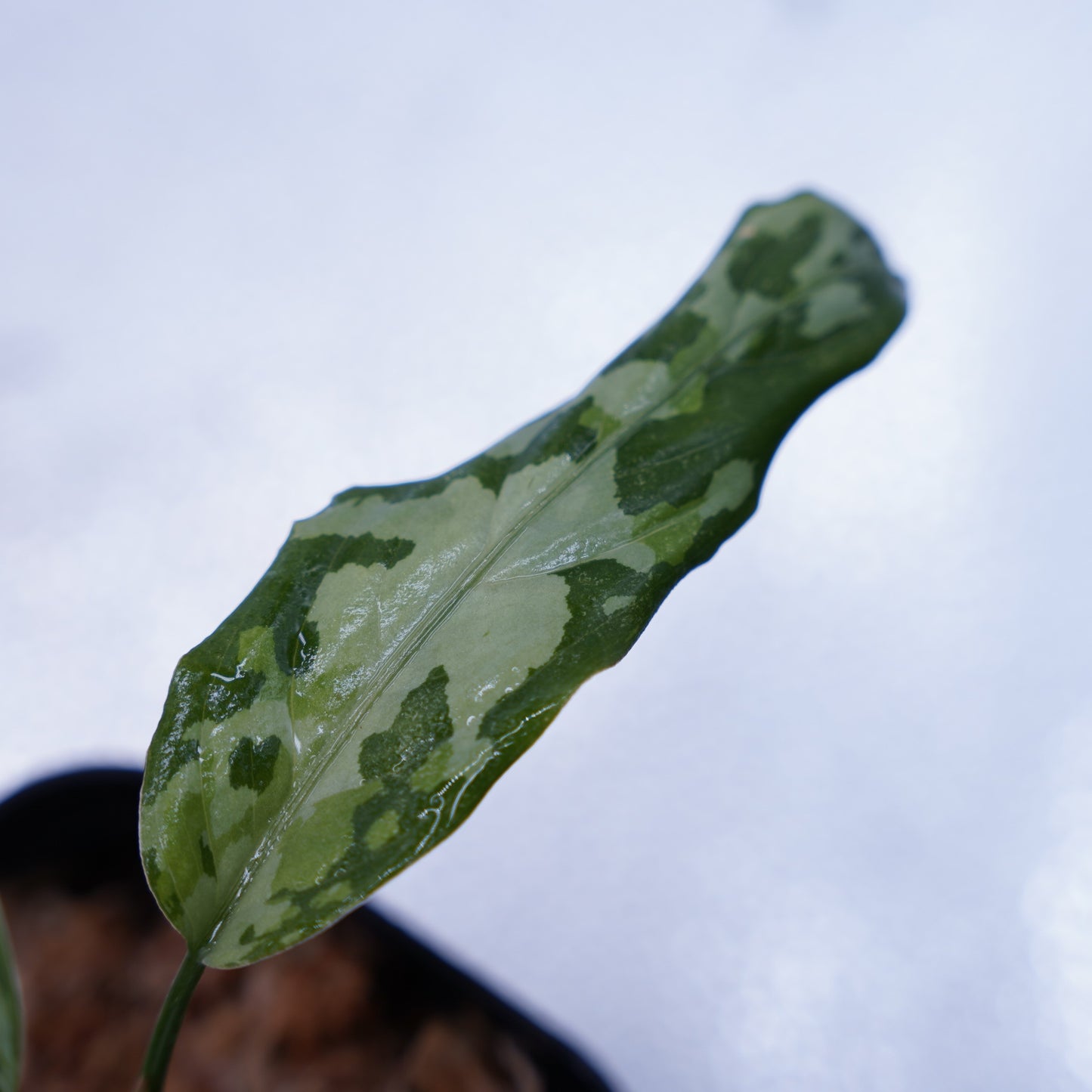 <TZ便>Aglaonema Pictum Multicolor T-130320-b-5 “Di atas”