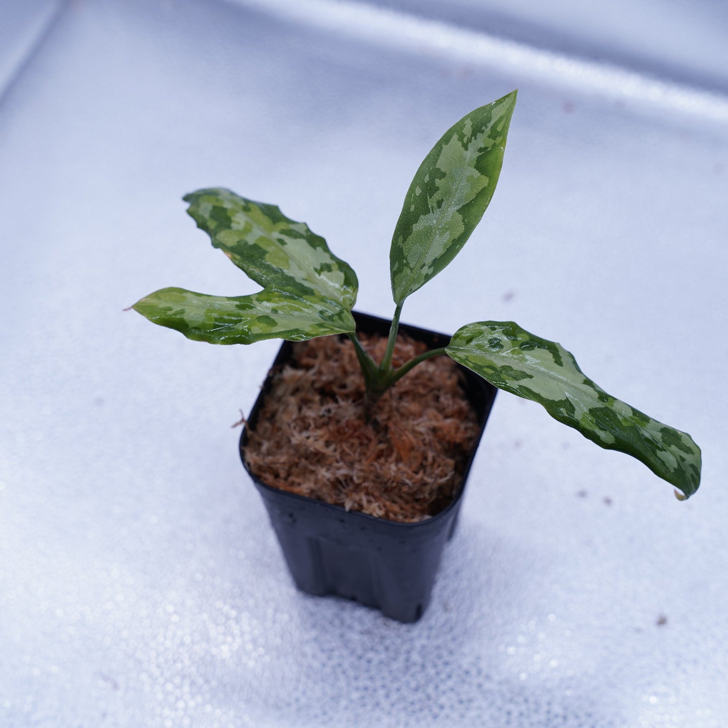 <TZ便>Aglaonema Pictum Multicolor T-130320-b-5 “Di atas”