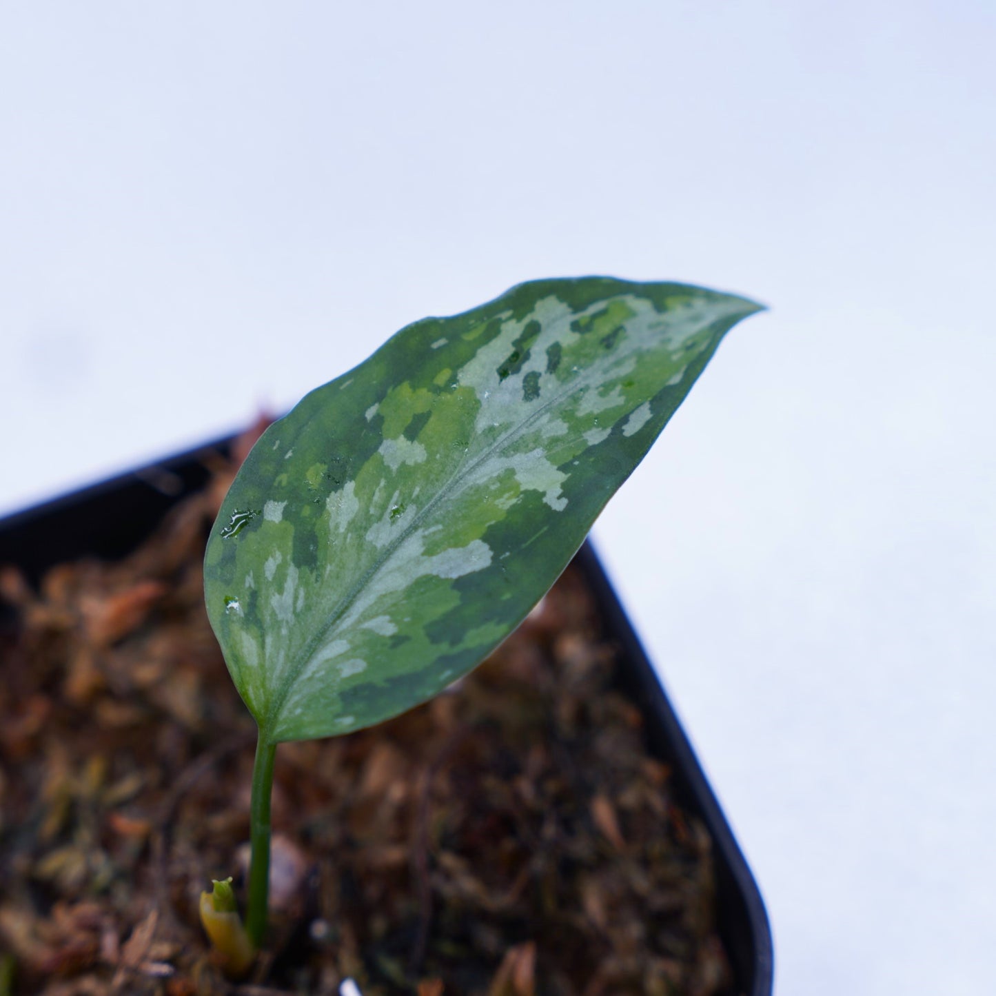 <オリジナル>Aglaonema Pictum Multicolor UND【OAK】