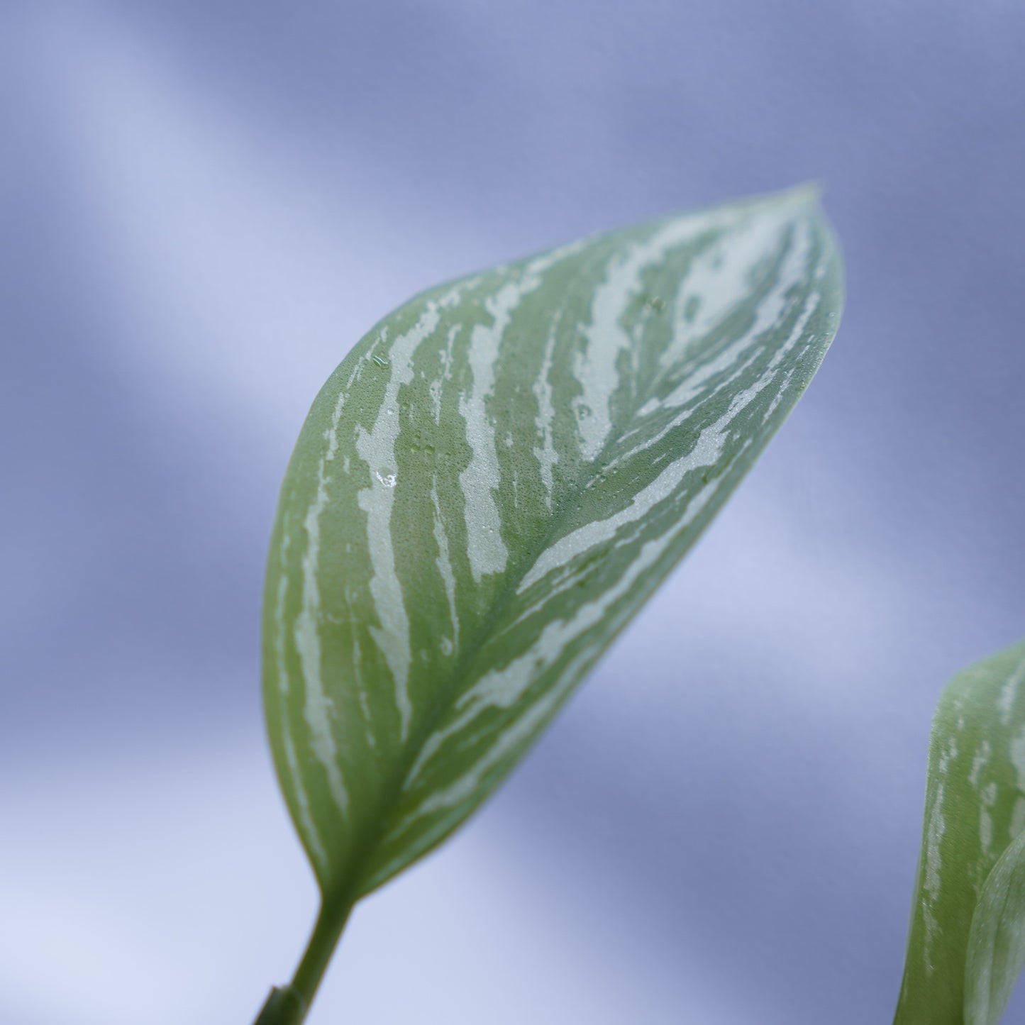 <カーティシー>Aglaonema Nitidum “Curtisii” UND230723