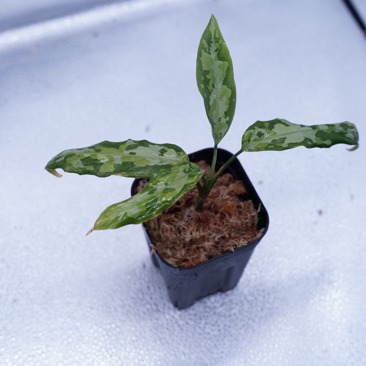 <TZ便>Aglaonema Pictum Multicolor T-130320-b-5 “Di atas”
