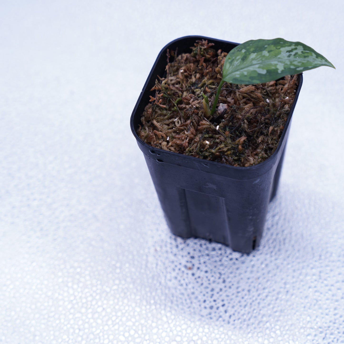 <オリジナル>Aglaonema Pictum Multicolor UND【OAK】