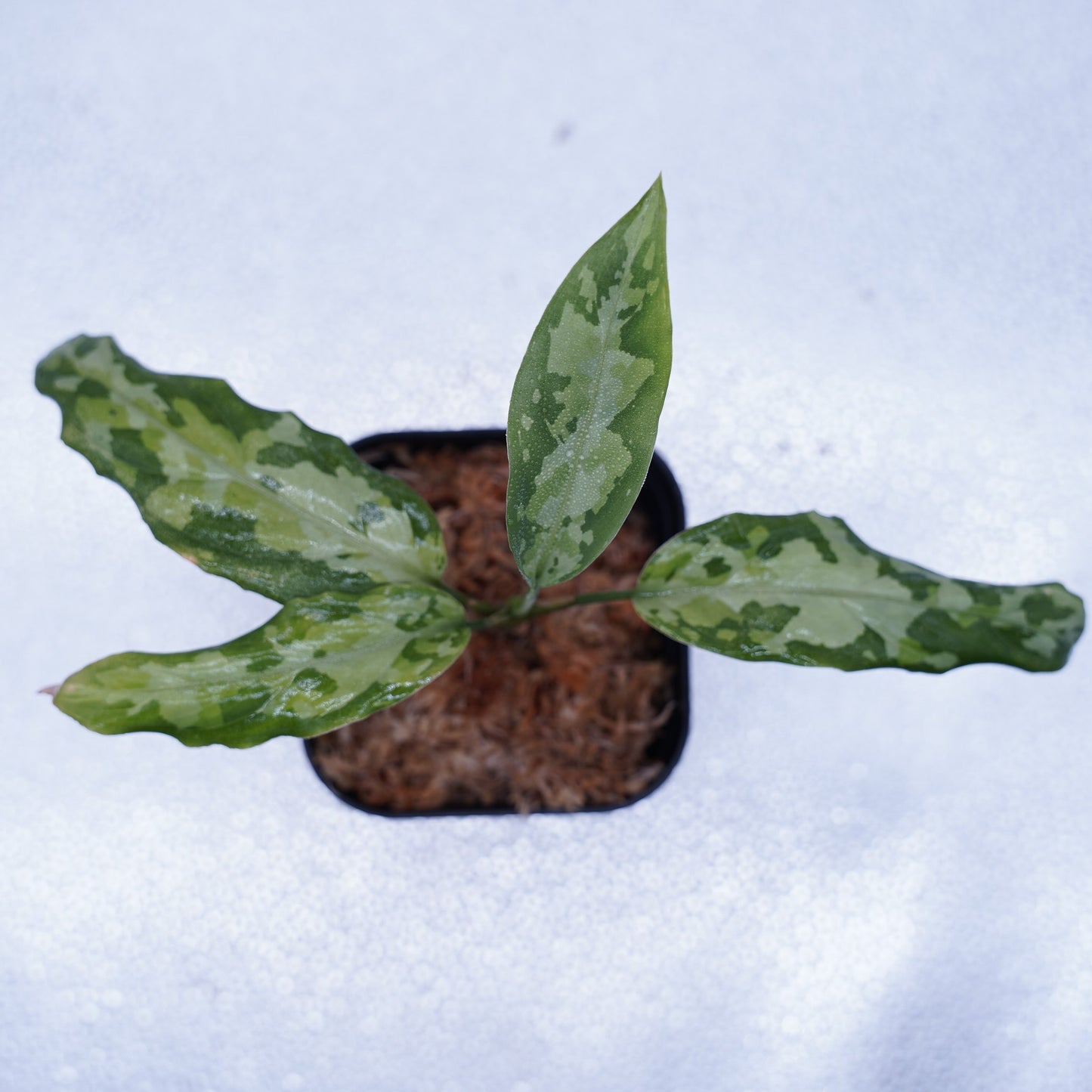 <TZ便>Aglaonema Pictum Multicolor T-130320-b-5 “Di atas”