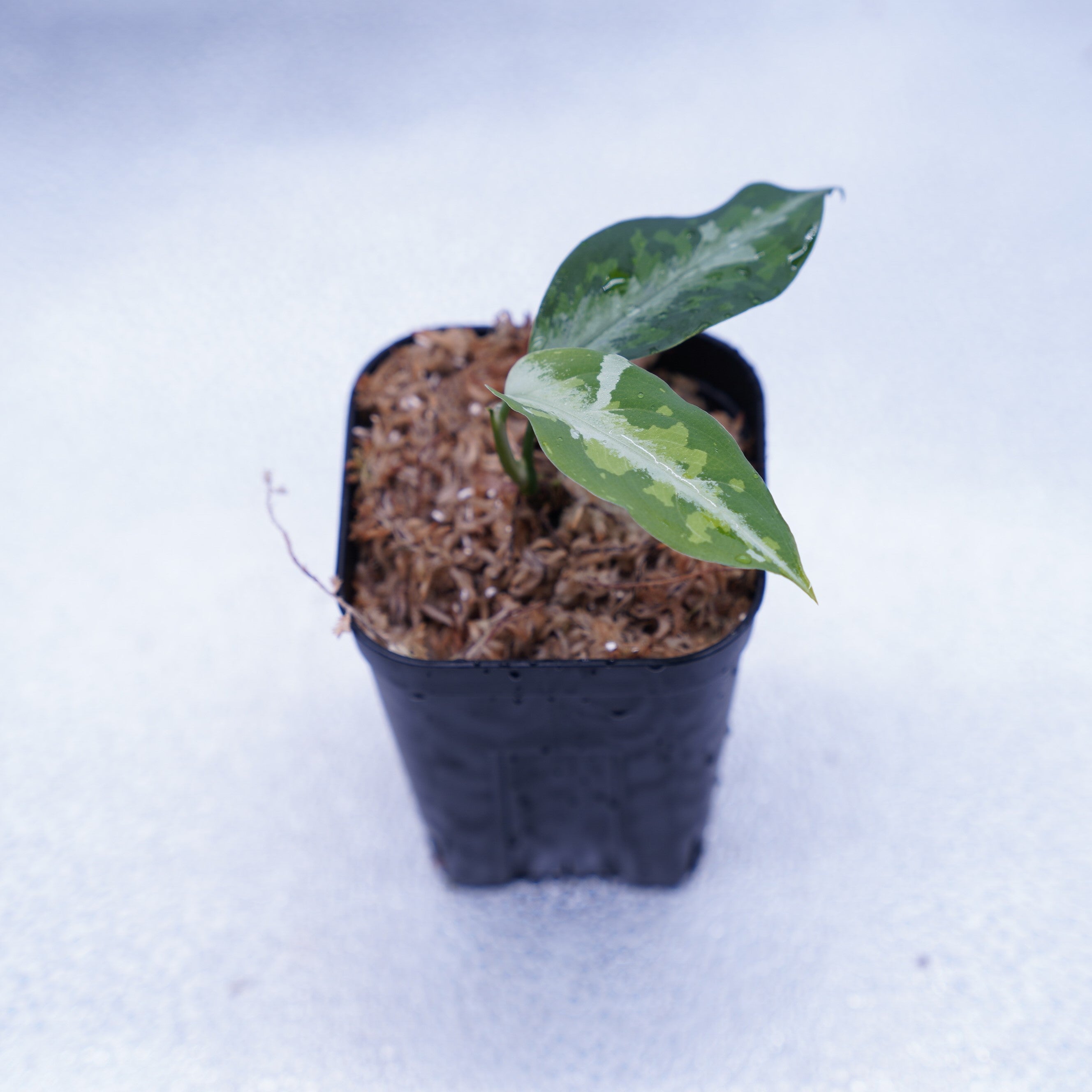 ＜TZ便＞Aglaonema Pictum Tricolor 【T-120119 X産地】