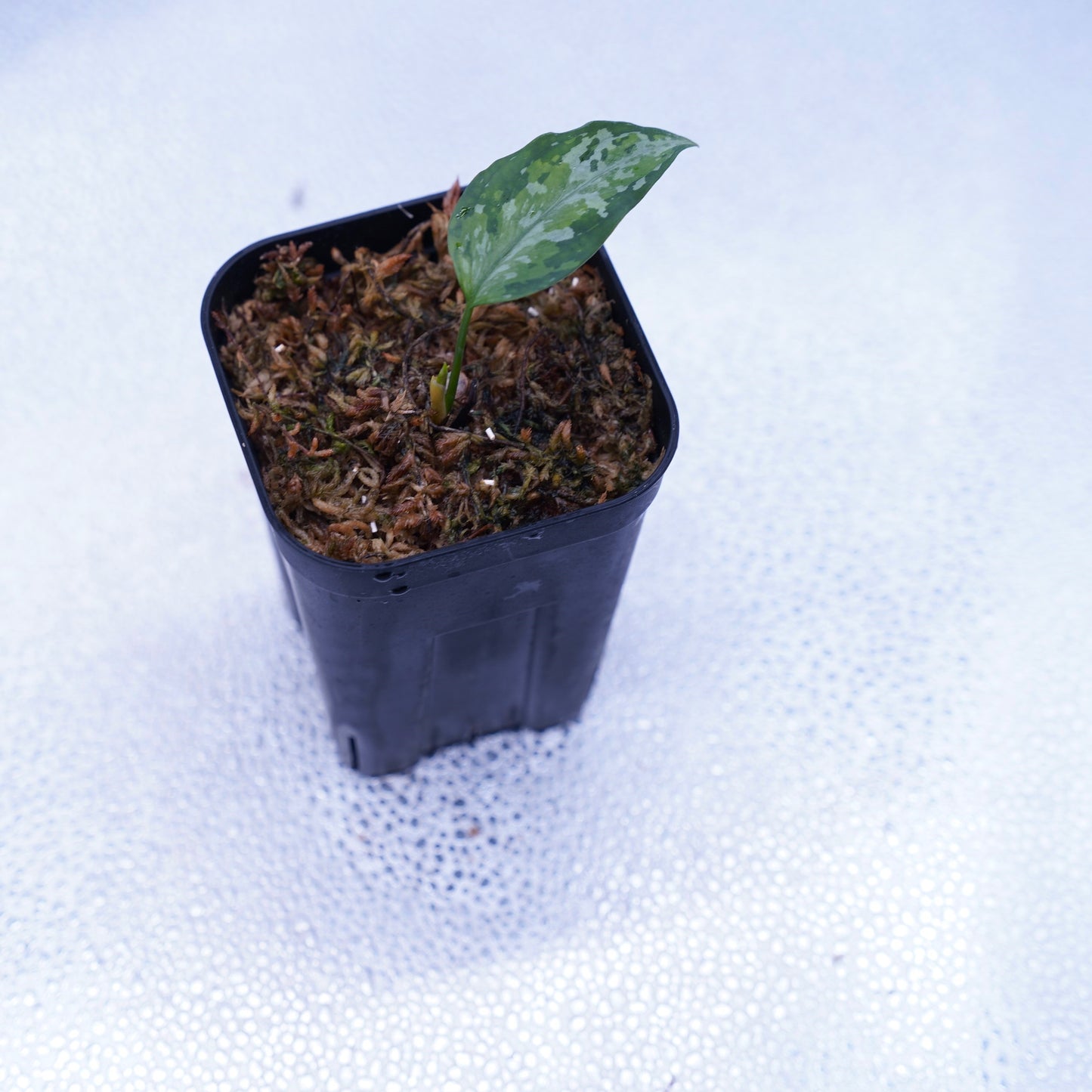 <オリジナル>Aglaonema Pictum Multicolor UND【OAK】