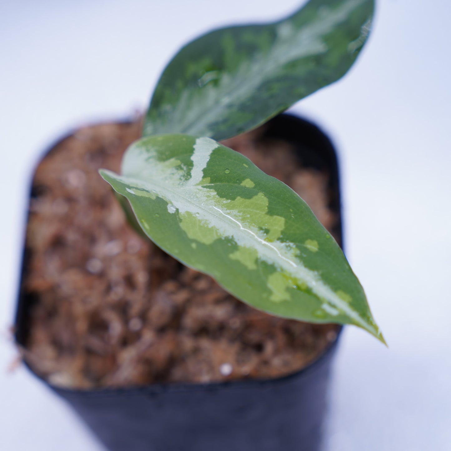 <TZ便>Aglaonema Pictum Tricolor 【T-120119 X産地】