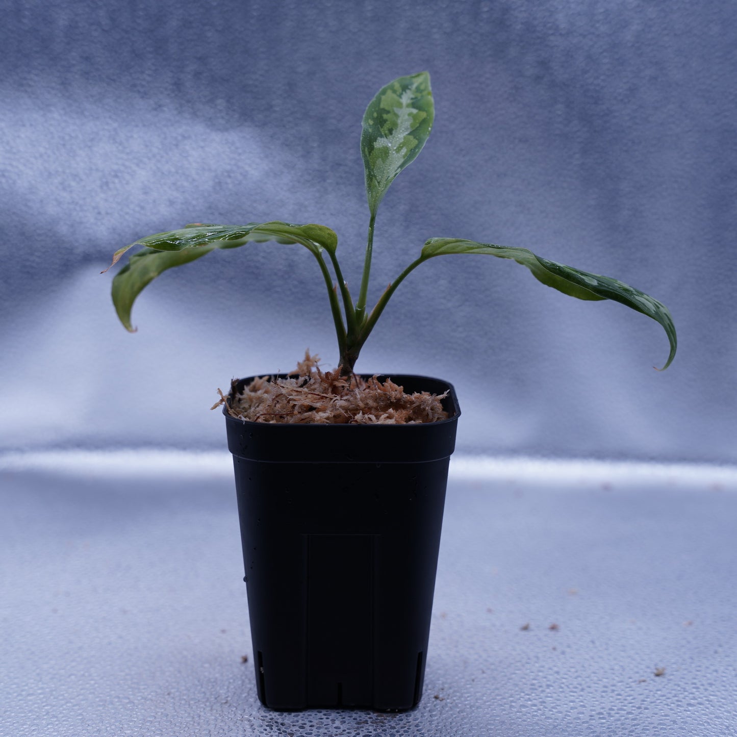 <TZ便>Aglaonema Pictum Multicolor T-130320-b-5 “Di atas”