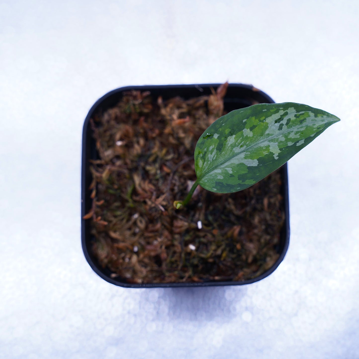 <オリジナル>Aglaonema Pictum Multicolor UND【OAK】