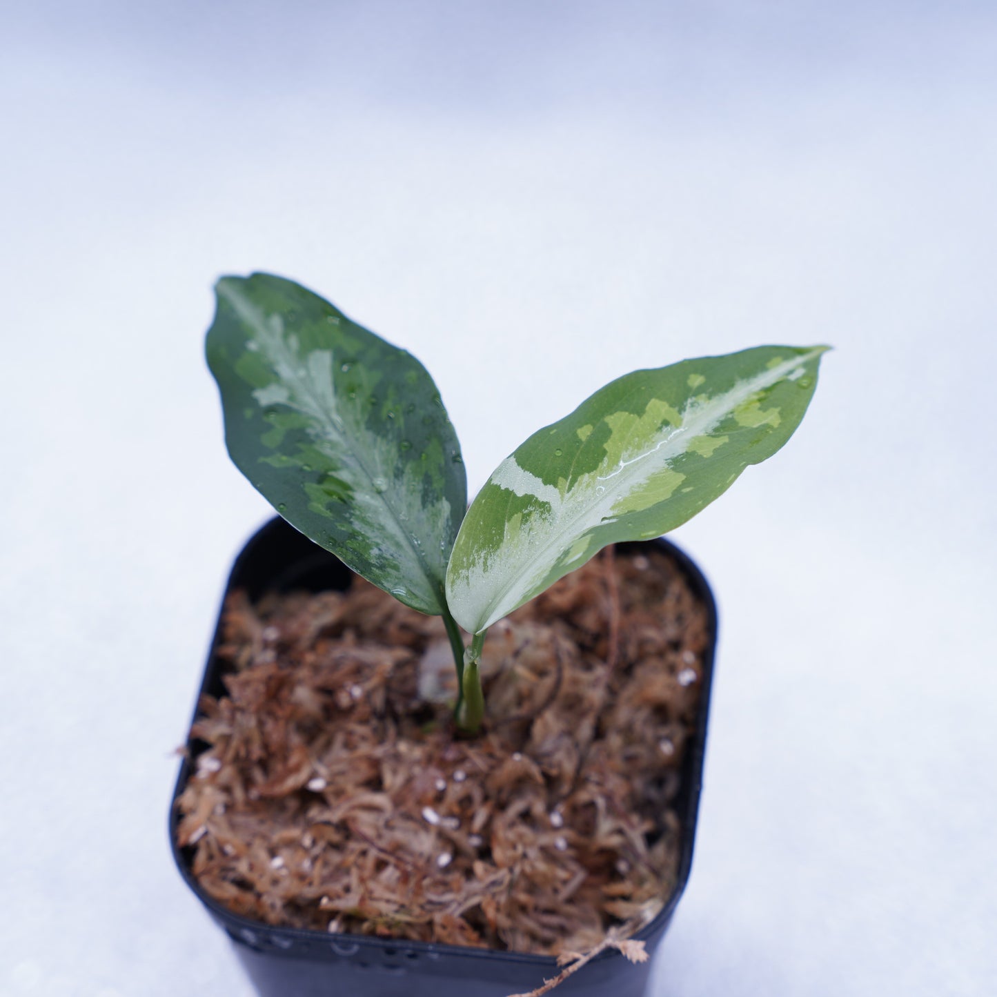 <TZ便>Aglaonema Pictum Tricolor 【T-120119 X産地】