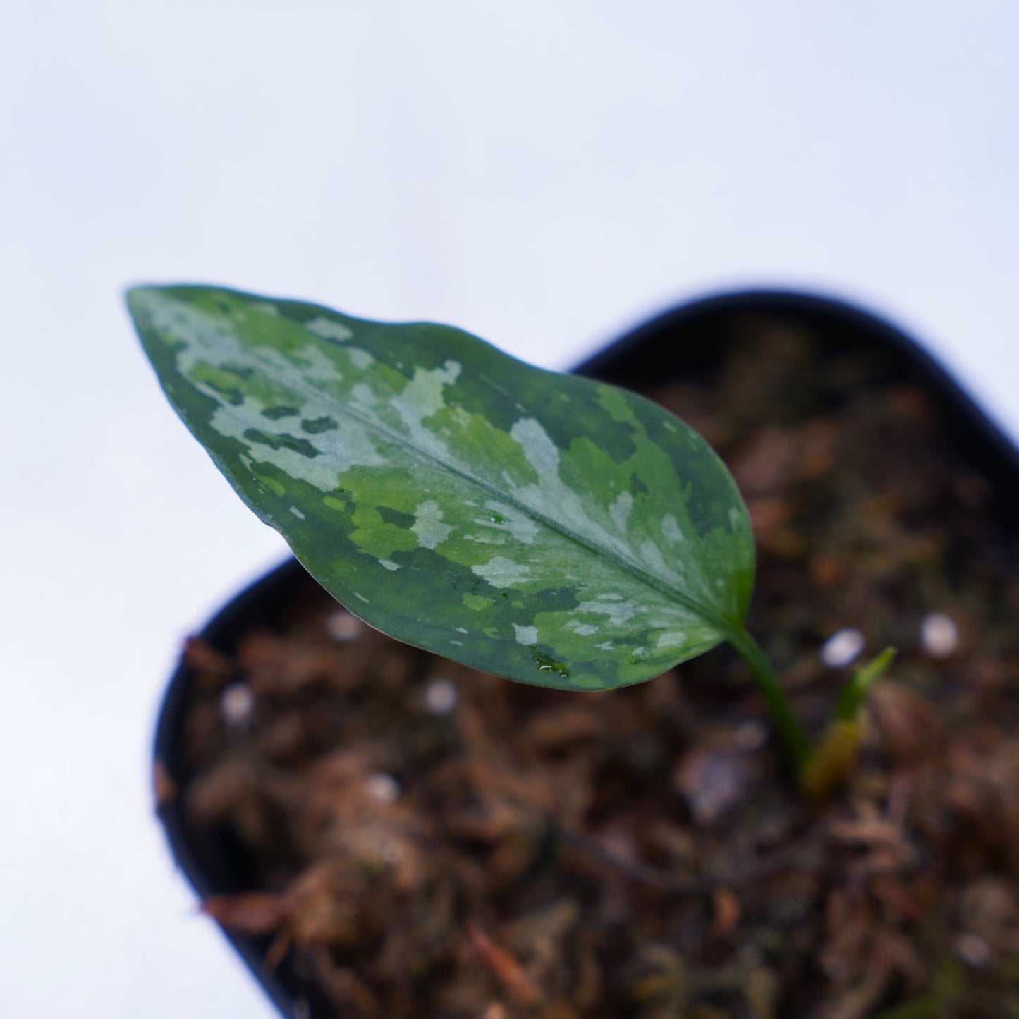 <オリジナル>Aglaonema Pictum Multicolor UND【OAK】