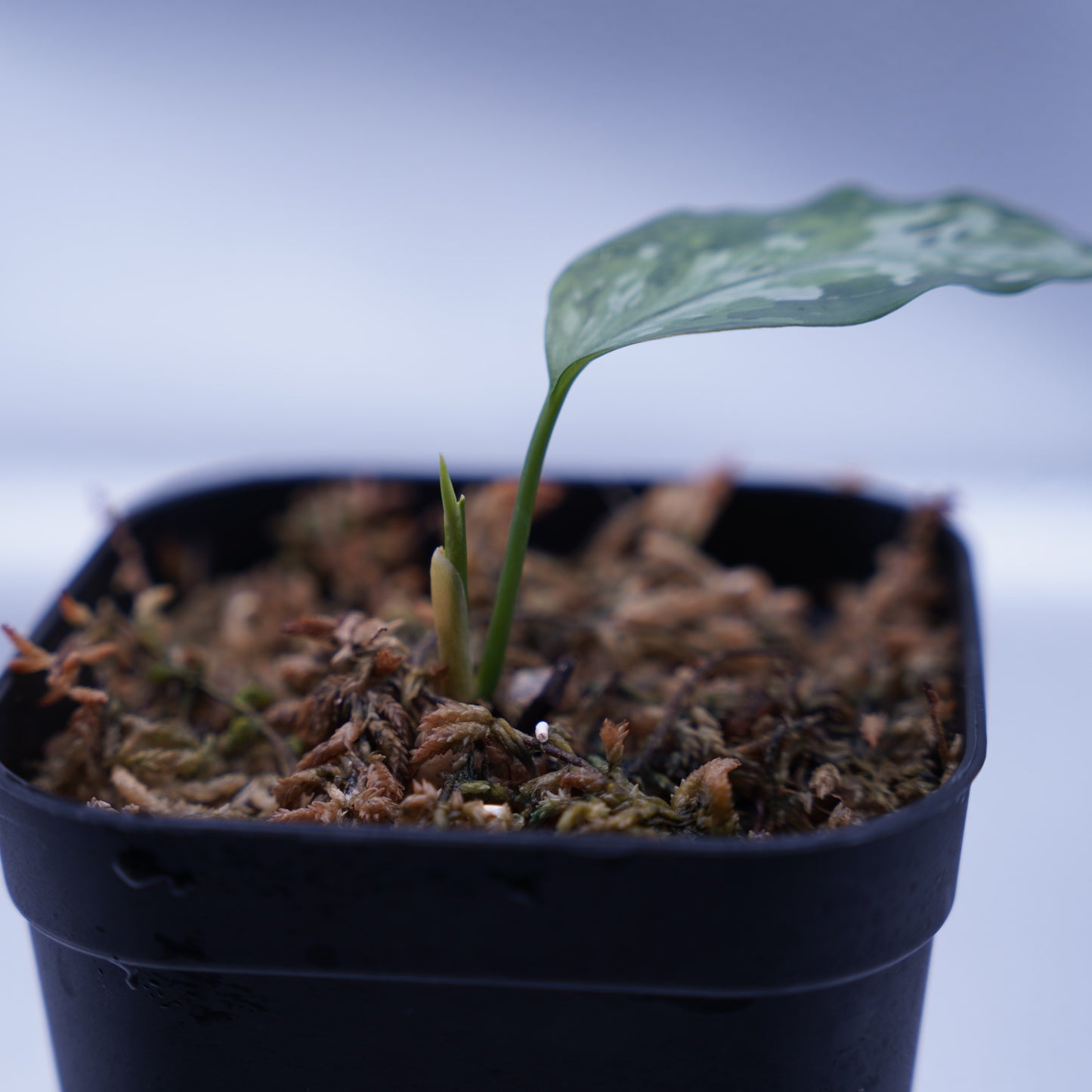 <オリジナル>Aglaonema Pictum Multicolor UND【OAK】