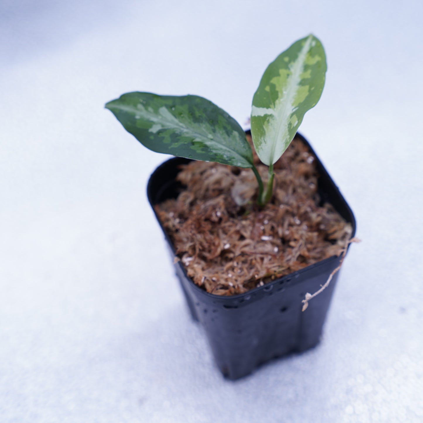 <TZ便>Aglaonema Pictum Tricolor 【T-120119 X産地】