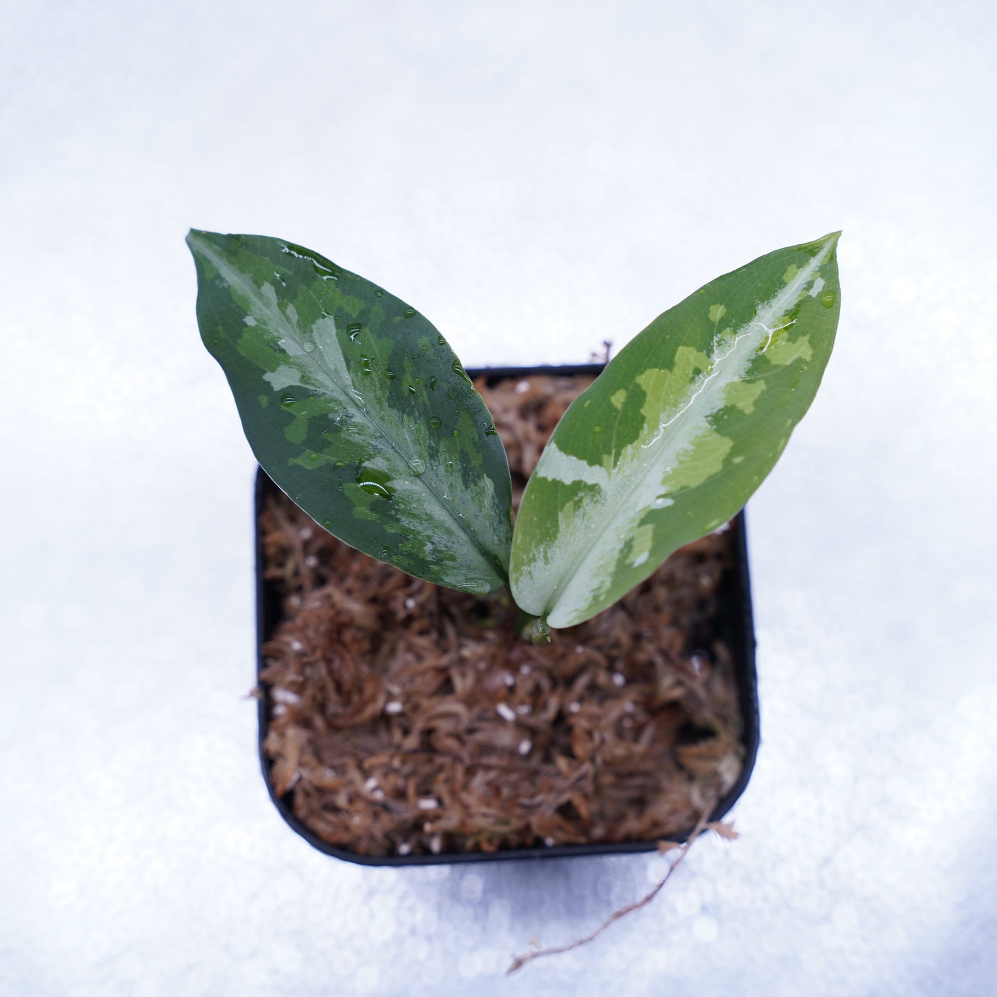 <TZ便>Aglaonema Pictum Tricolor 【T-120119 X産地】