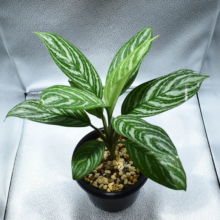 <カーティシー>Aglaonema Nitidum “Curtisii” UND230730